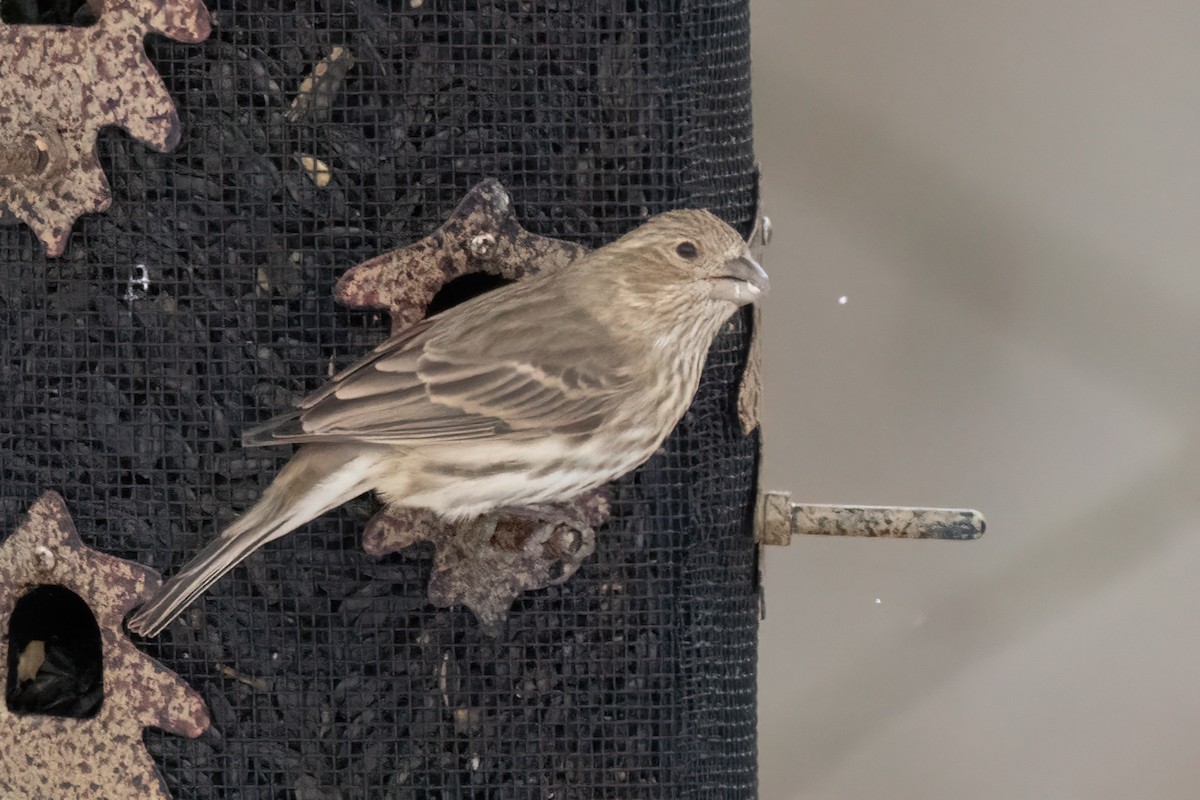 House x Purple Finch (hybrid) - ML646879576