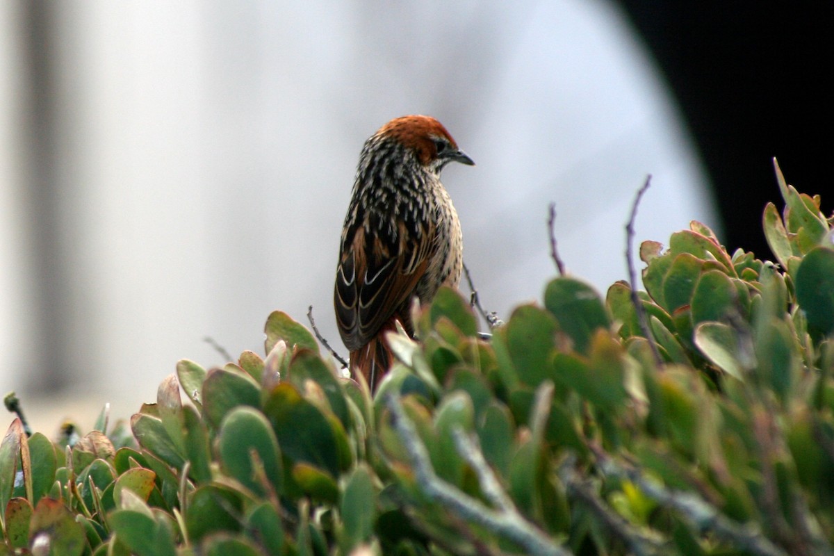 Cape Grassbird - ML646879578
