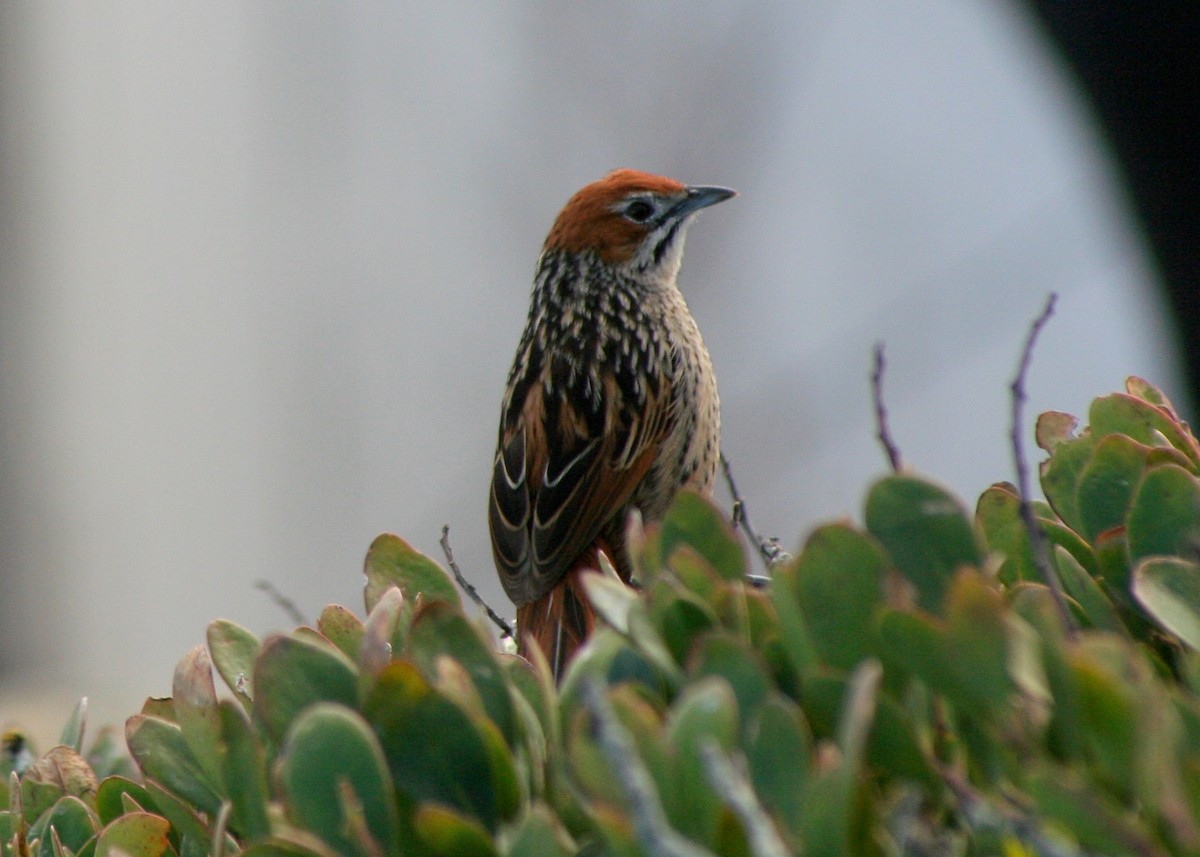 Cape Grassbird - ML646879579