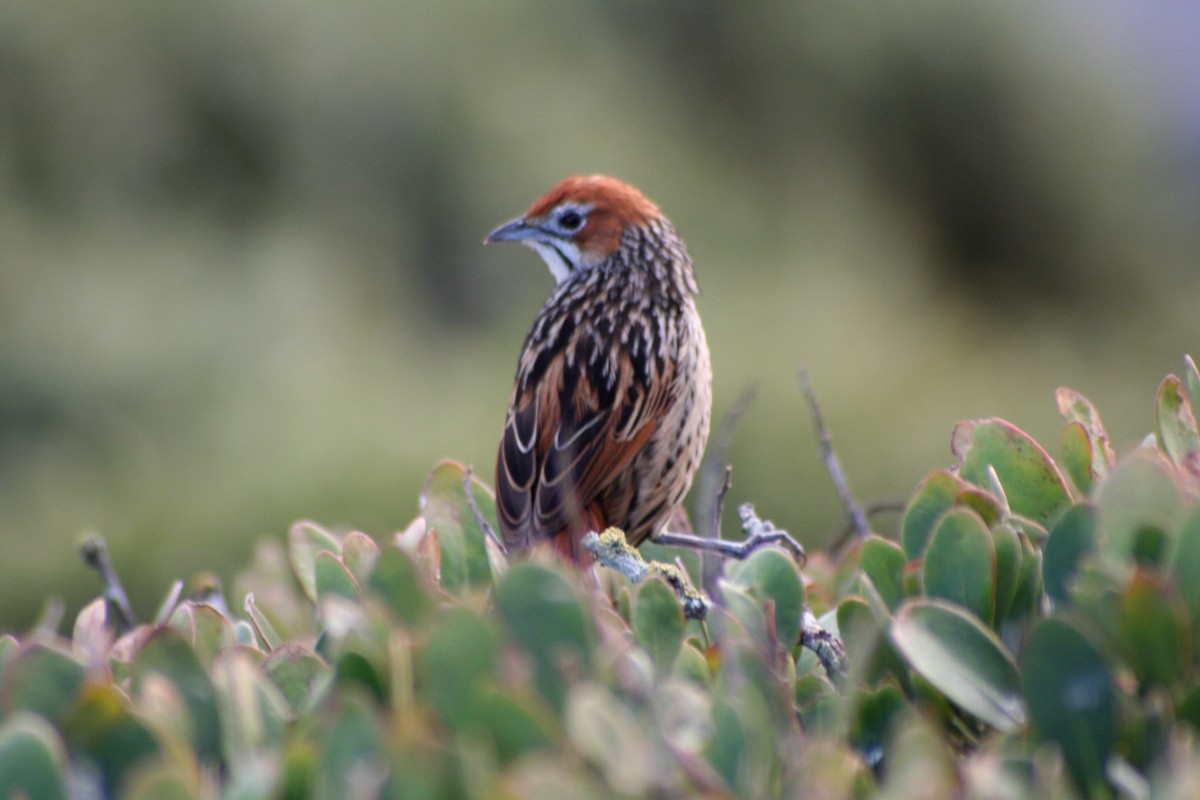 Cape Grassbird - ML646879580