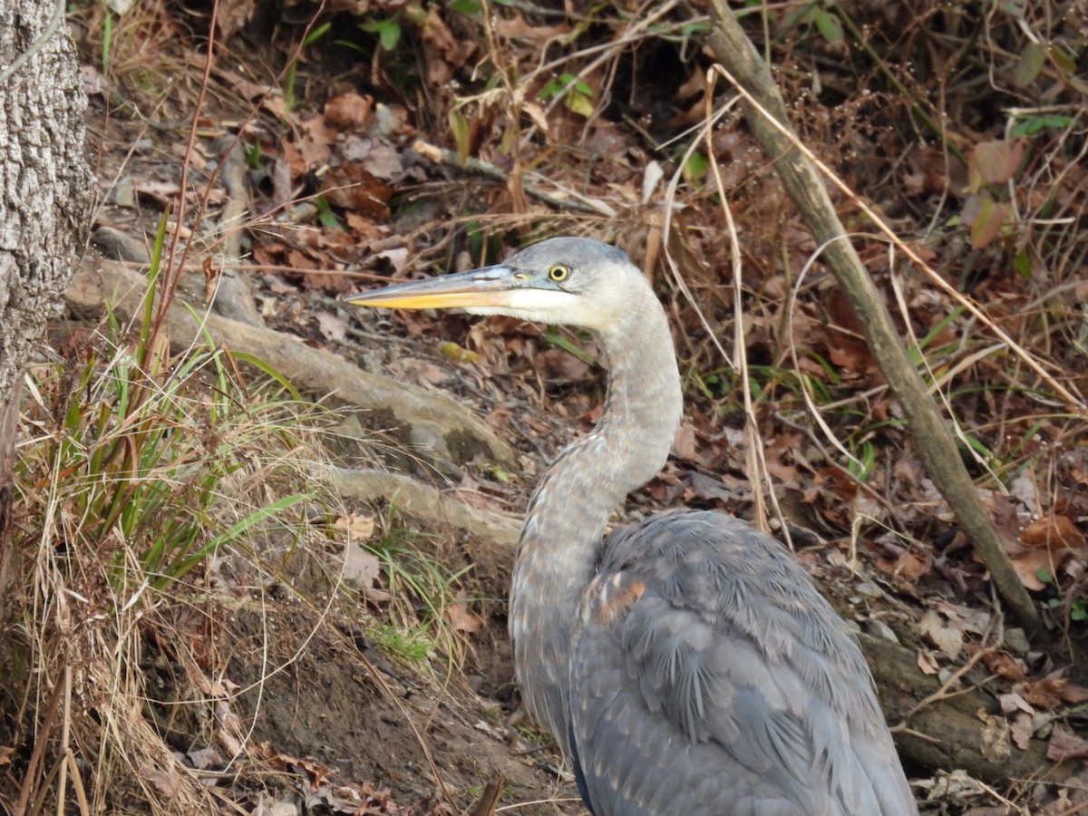 Great Blue Heron - ML646879582