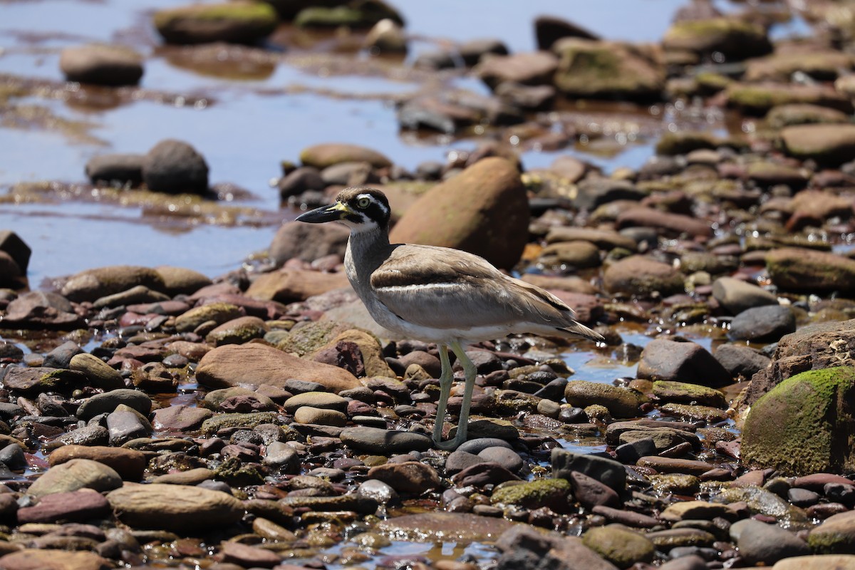 Beach Thick-knee - ML646879584