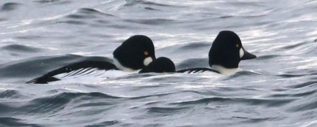 Common Goldeneye - ML646879586