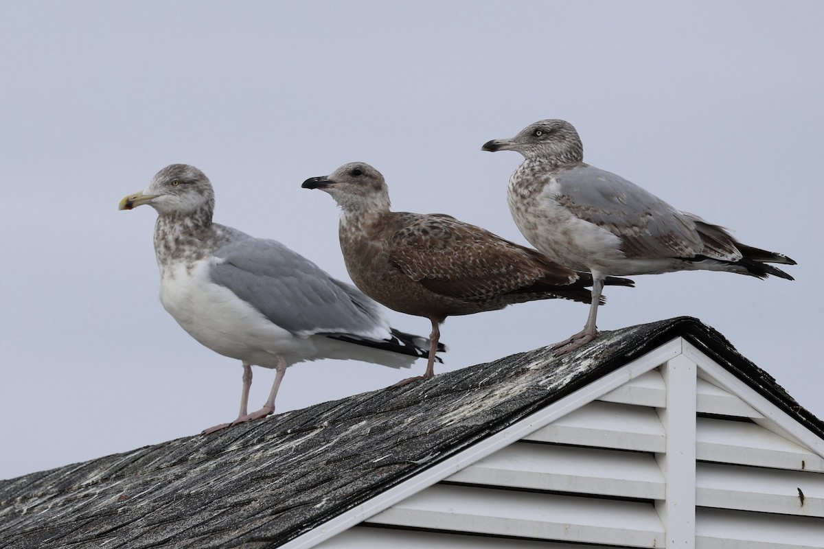 Kaio hauskara amerikarra - ML646879587