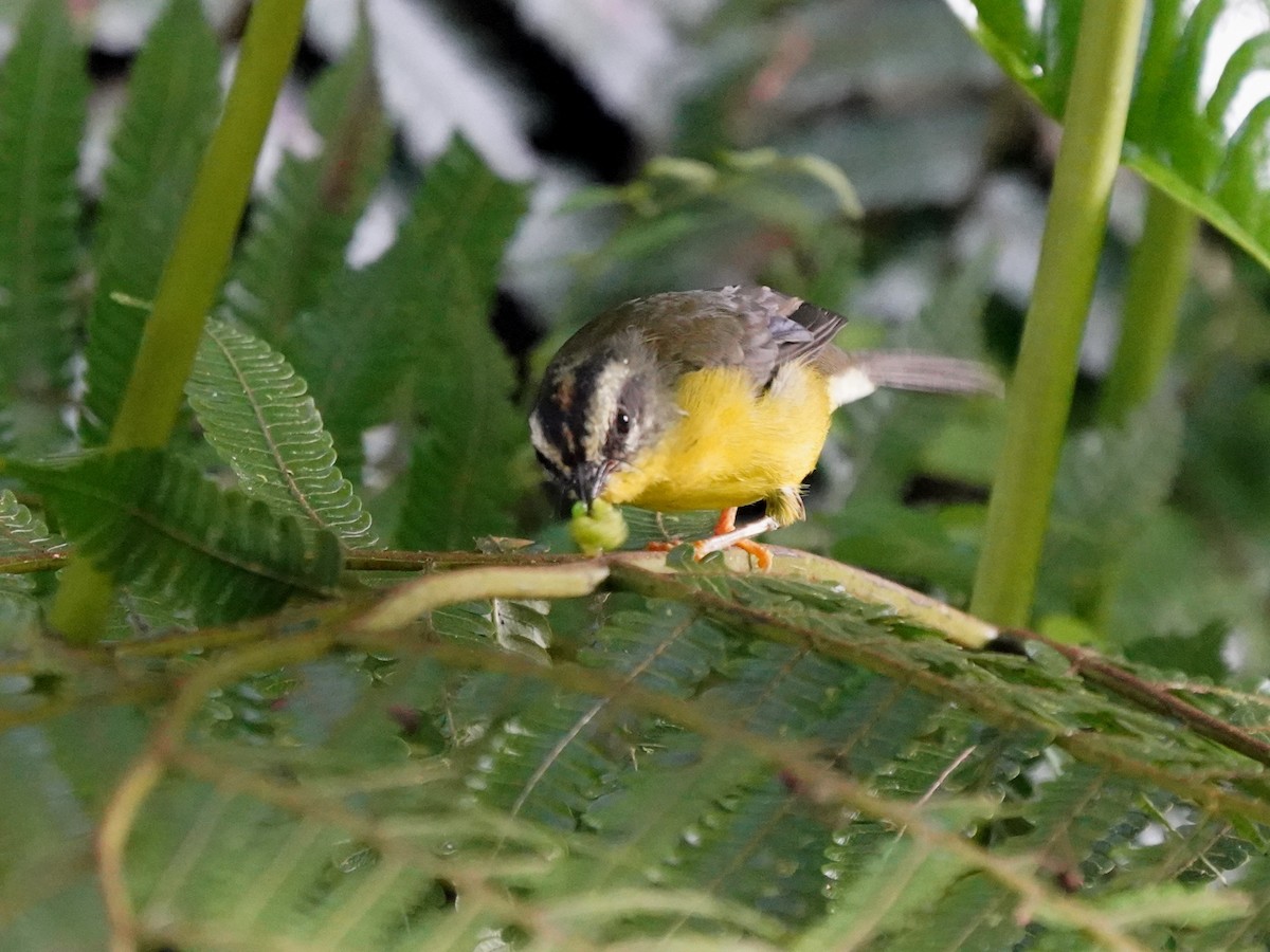 Golden-crowned Warbler - ML646879588