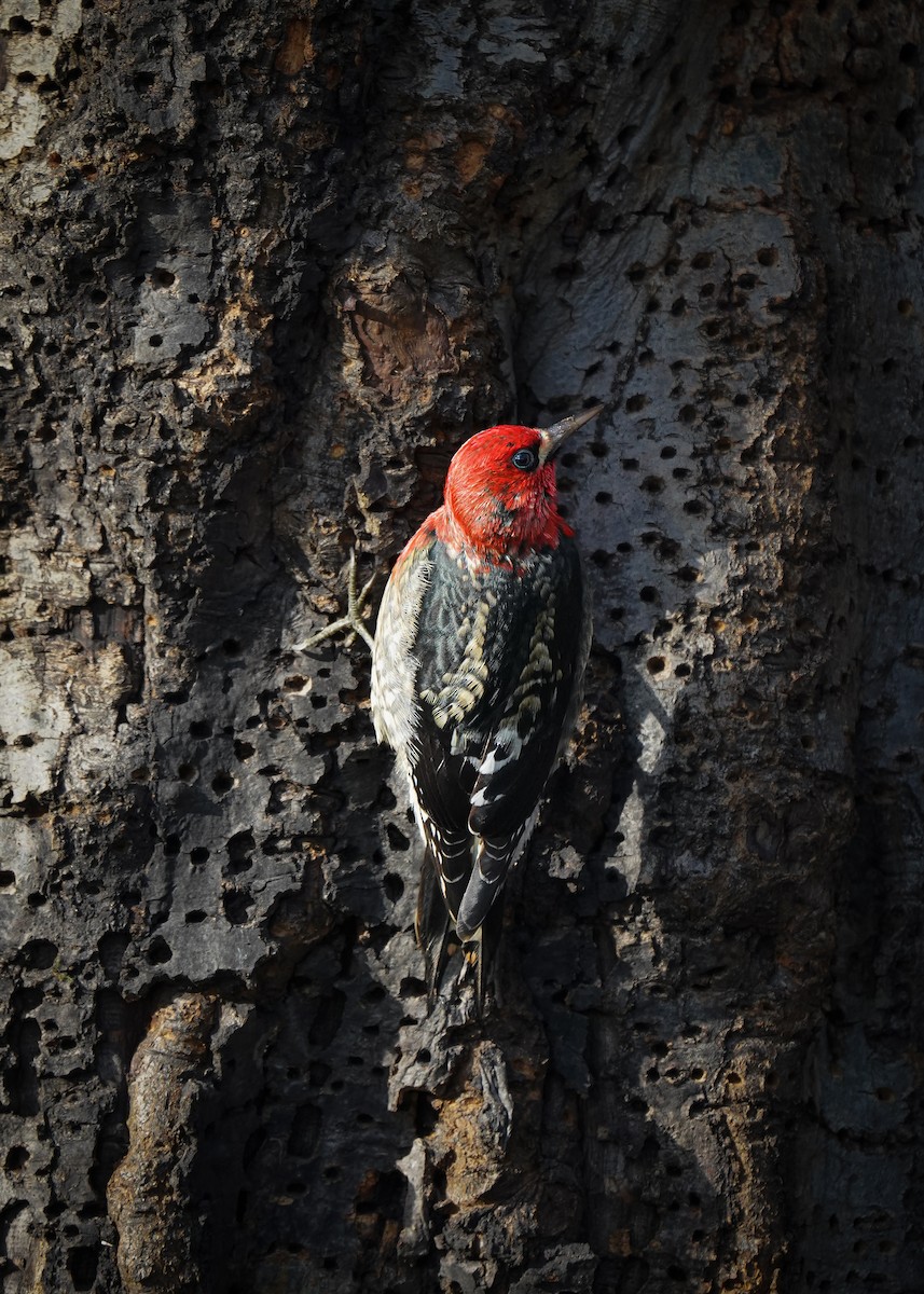 rødbrystsevjespett - ML646879590