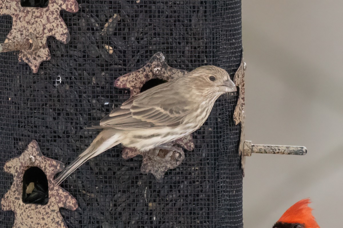 House x Purple Finch (hybrid) - ML646879591