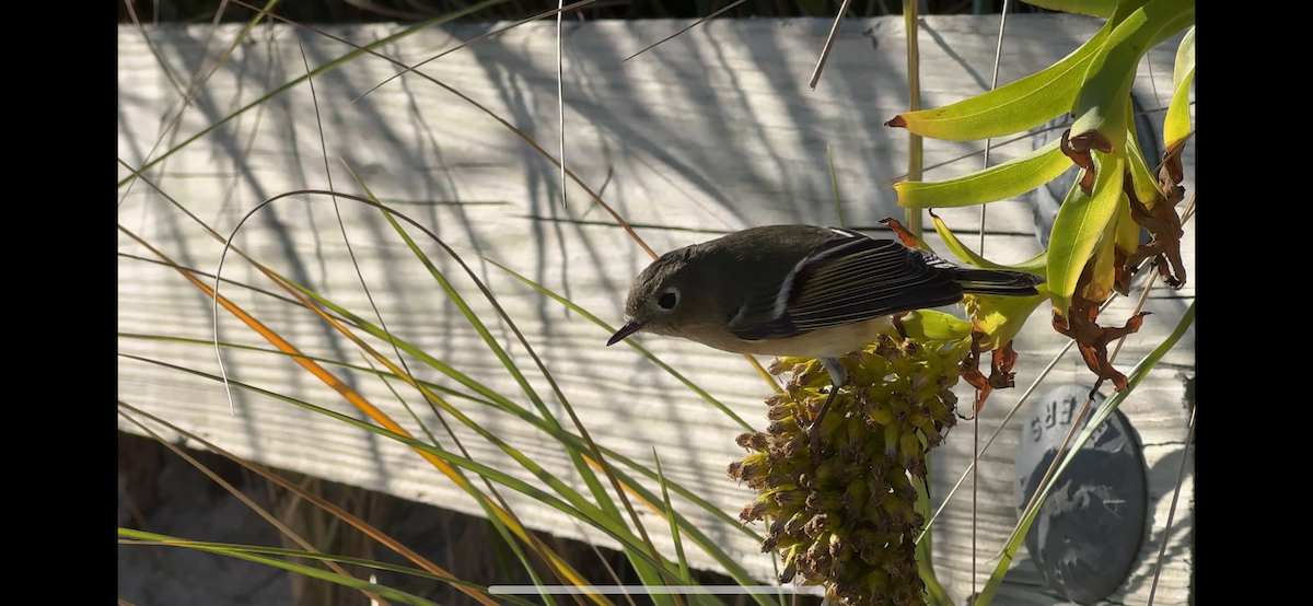 Ruby-crowned Kinglet - ML646879592
