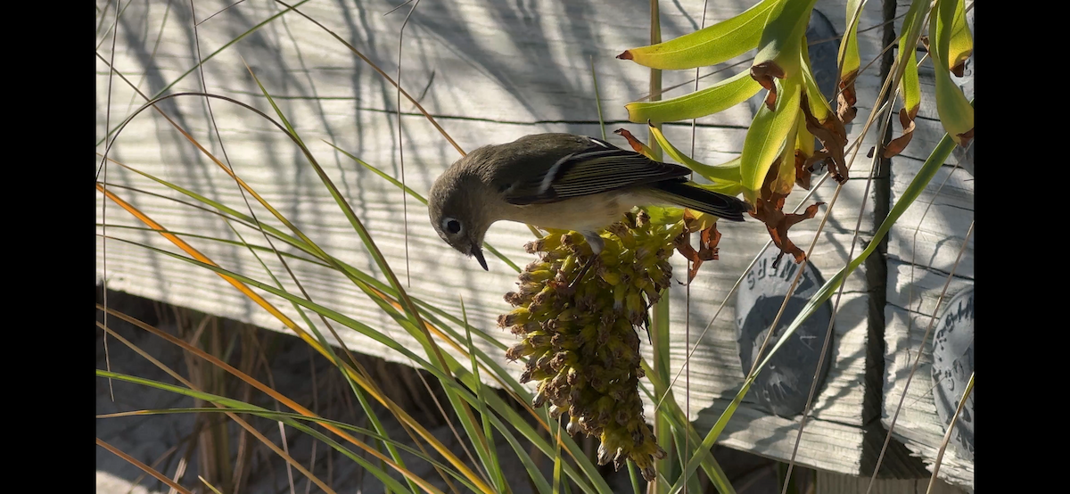 Ruby-crowned Kinglet - ML646879593