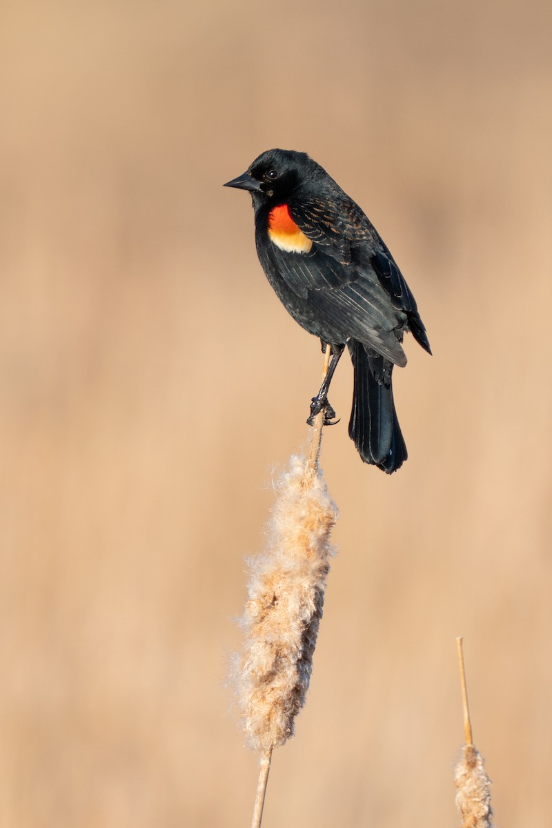 Red-winged Blackbird - ML646879594