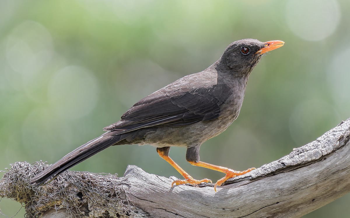 オニツグミ - ML646879597