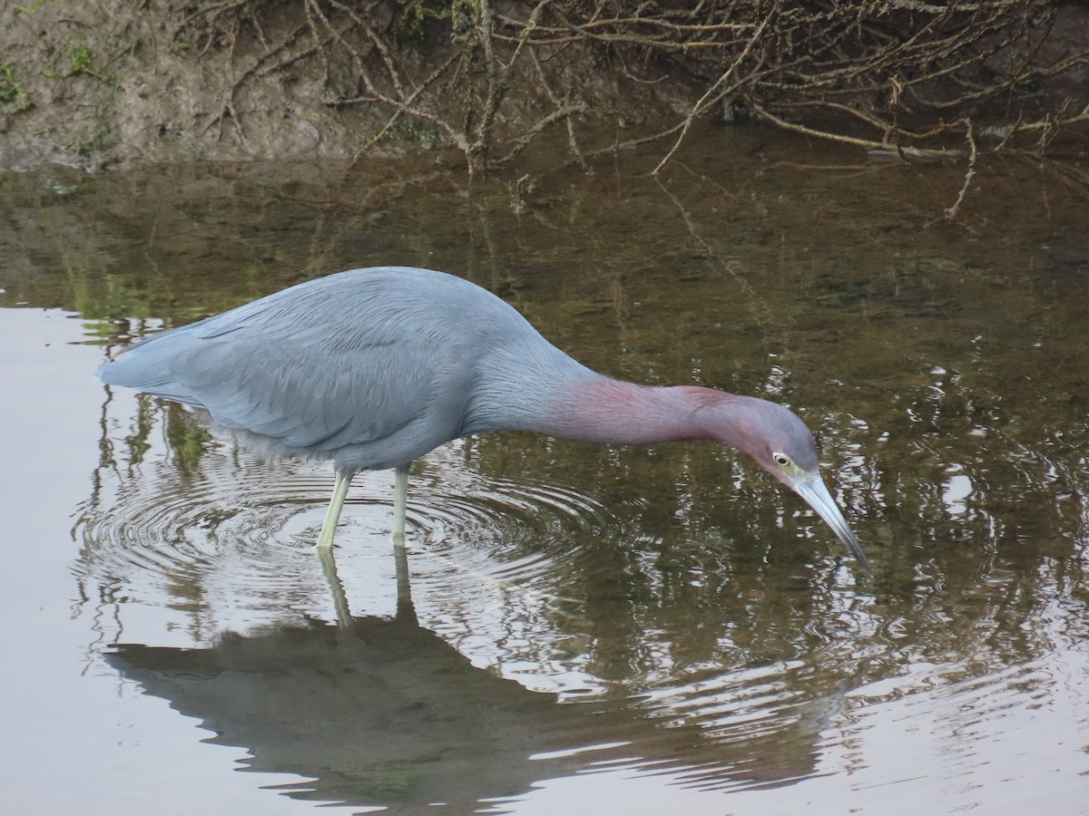 Малая голубая цапля - ML646879598