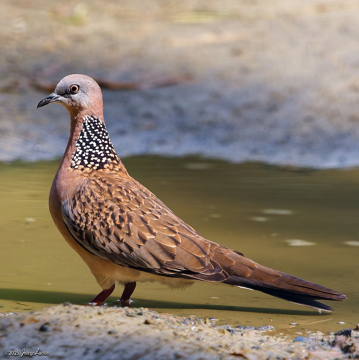 Spotted Dove - ML646879600