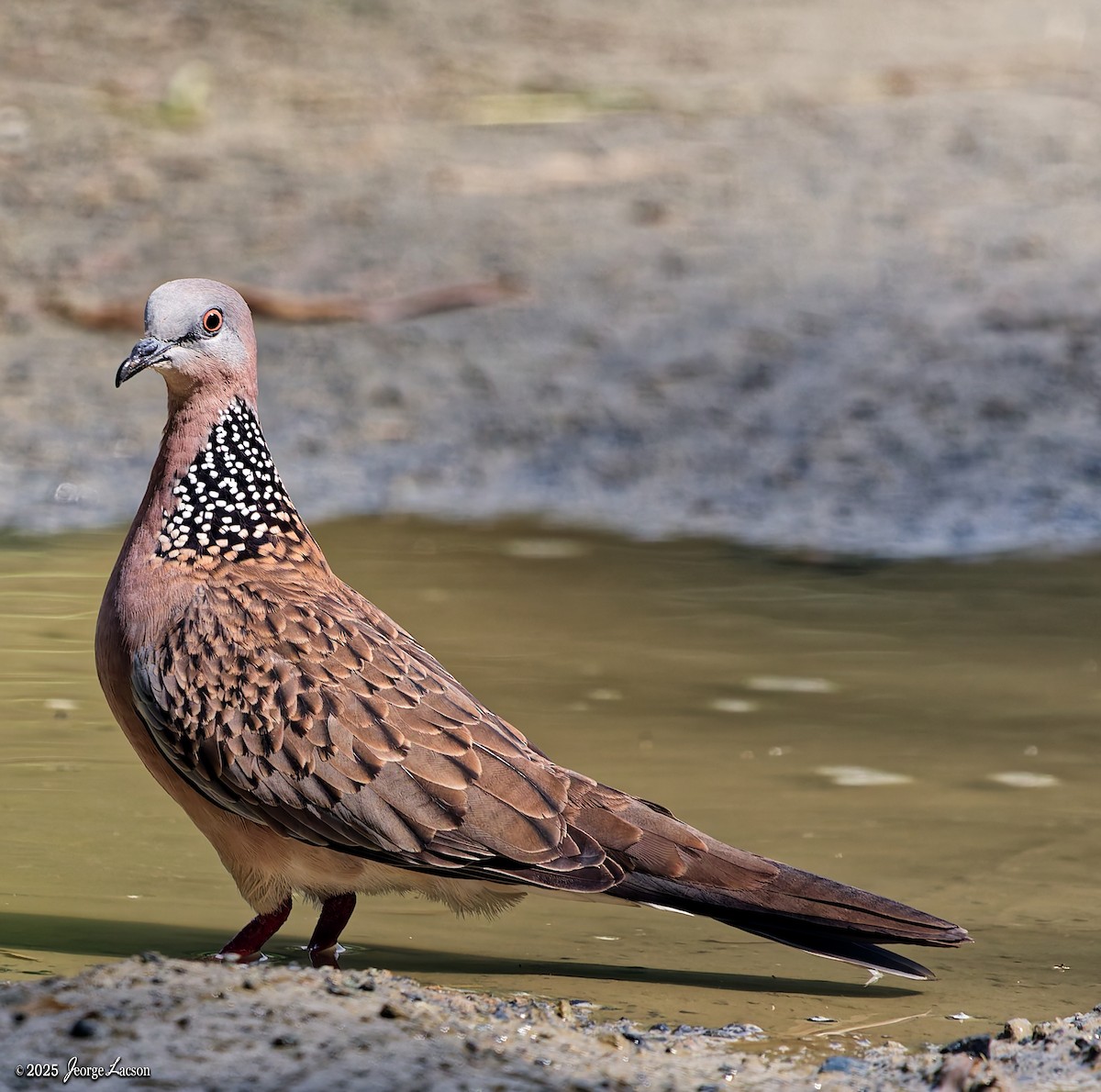 Spotted Dove - ML646879601