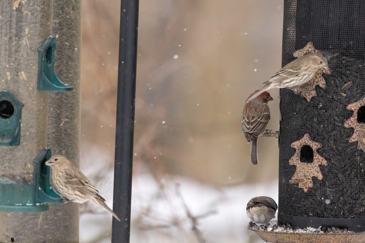 House x Purple Finch (hybrid) - ML646879605
