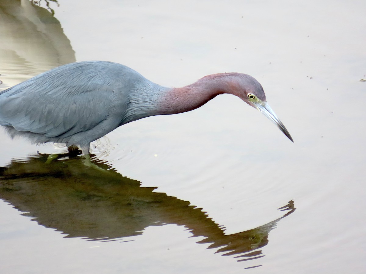 Малая голубая цапля - ML646879606