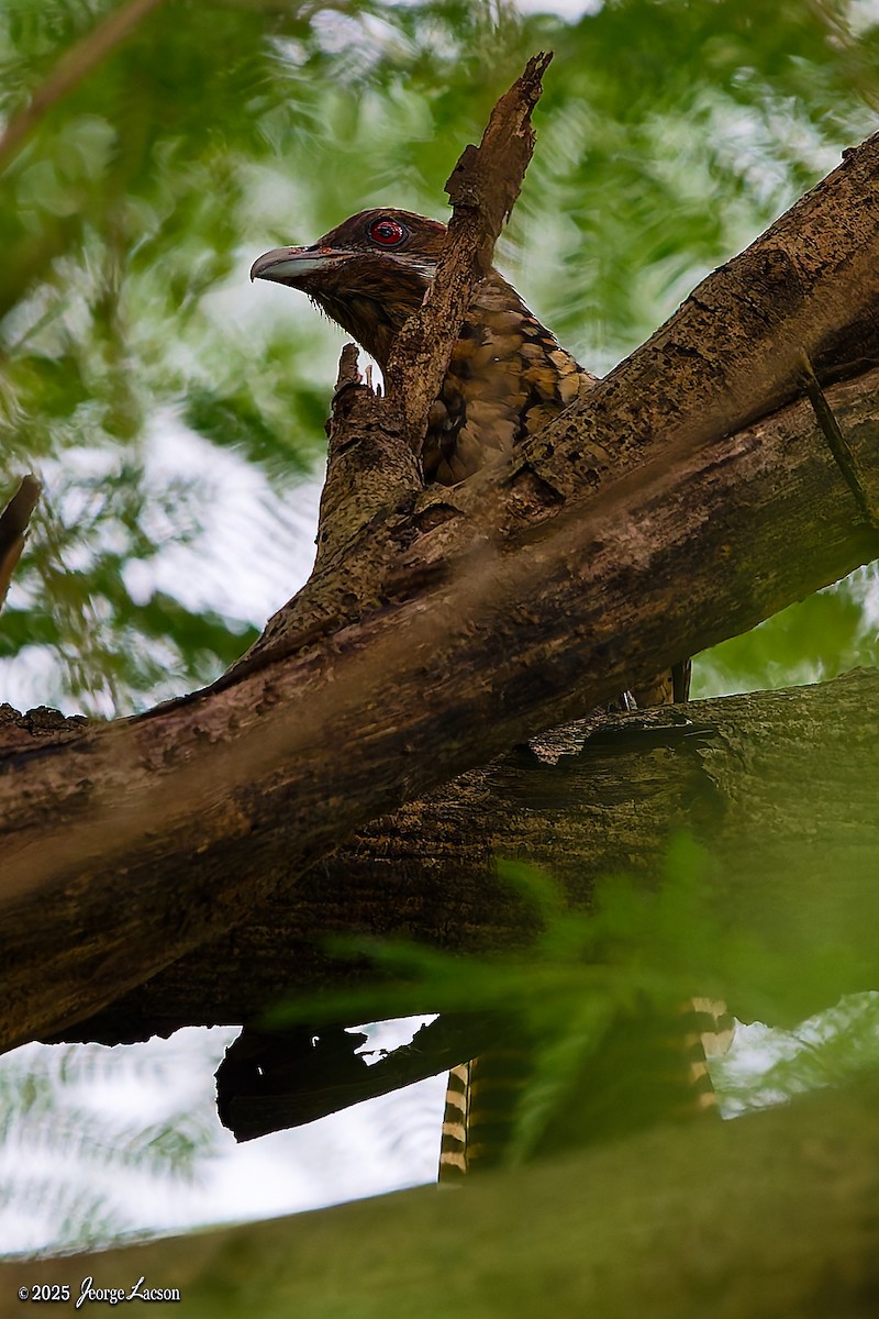 Asian Koel - ML646879607