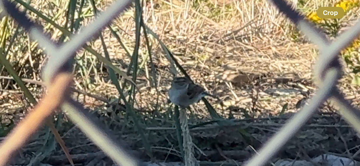 strnádka vrabcovitá - ML646879608