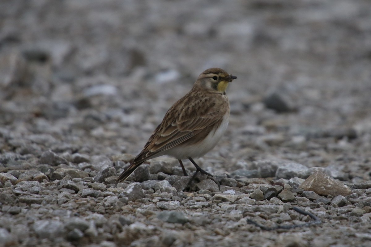 Alondra Cornuda - ML646879610