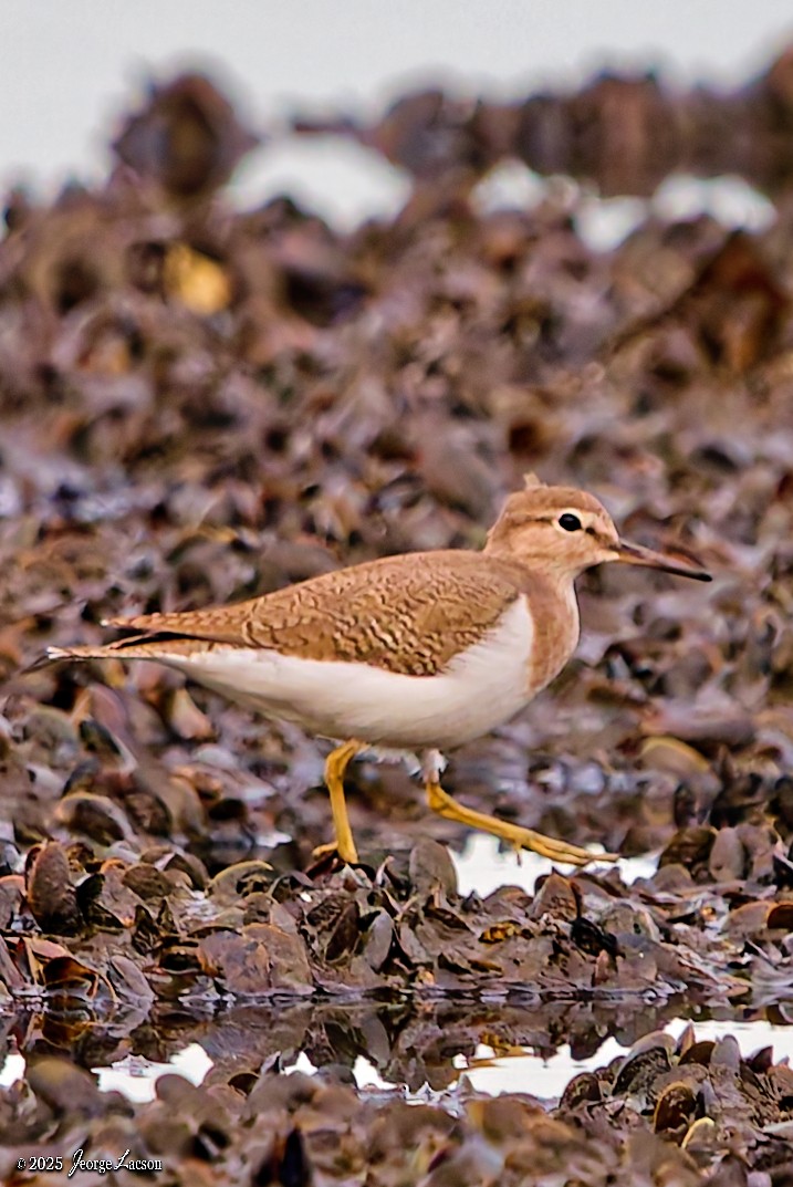 Kuliska txikia - ML646879611