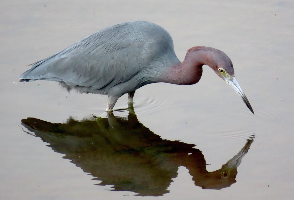 Малая голубая цапля - ML646879612