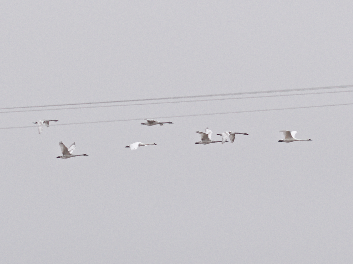 Trumpeter Swan - ML646879613