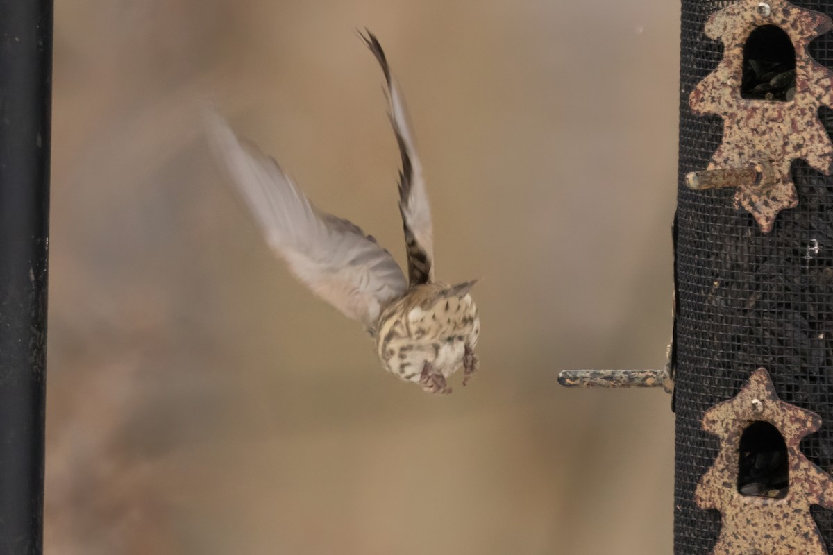 House x Purple Finch (hybrid) - ML646879614