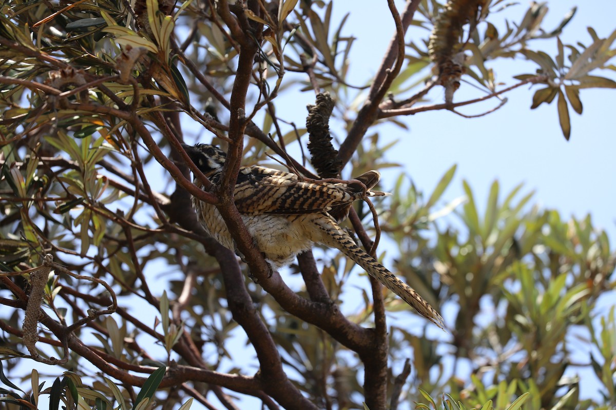 Pacific Koel - ML646879615