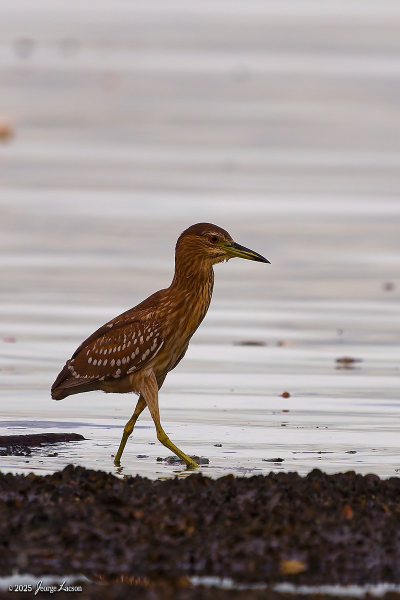 Amiltxori arrunta - ML646879616