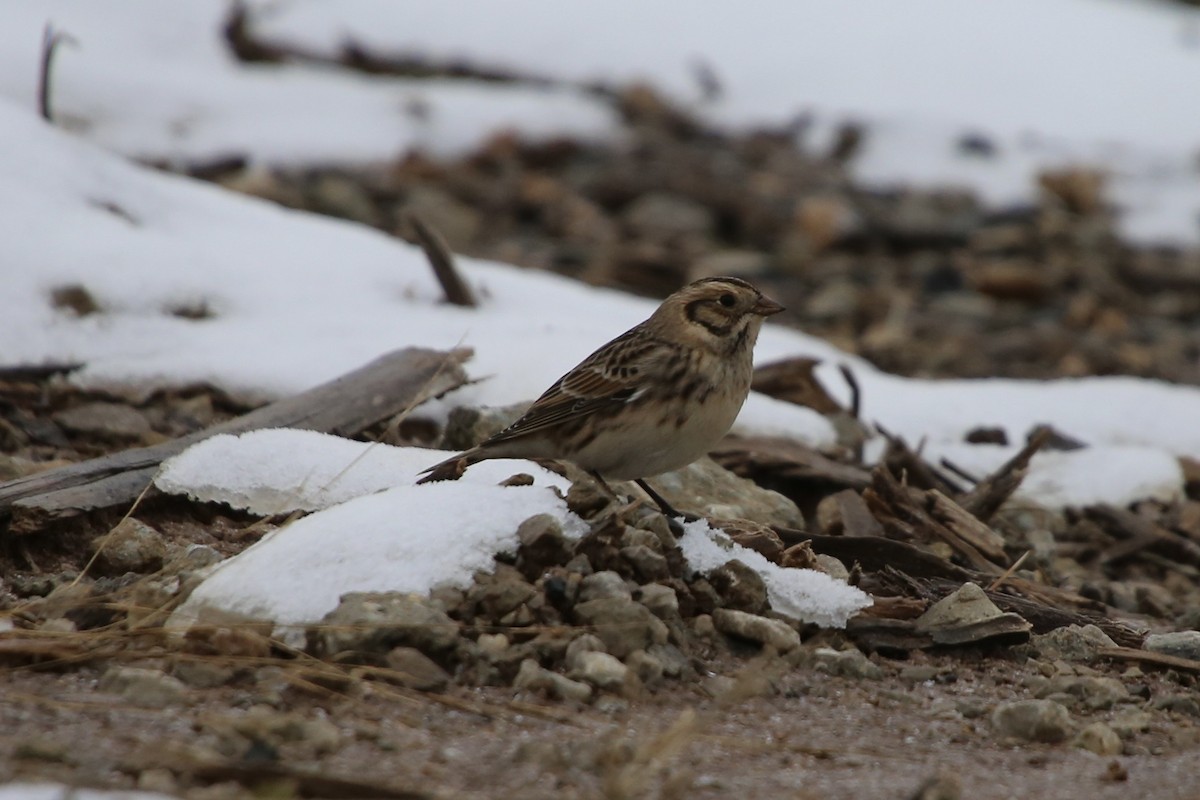 גיבתון לפלנדי - ML646879617