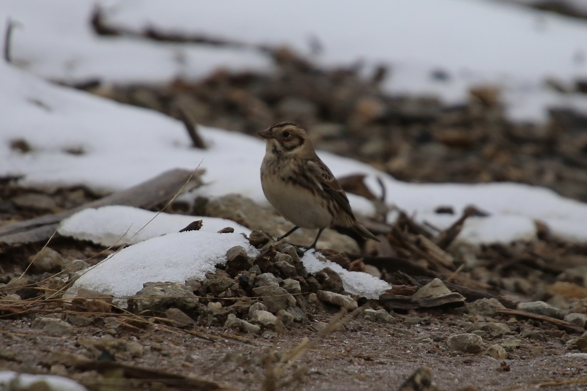 גיבתון לפלנדי - ML646879618
