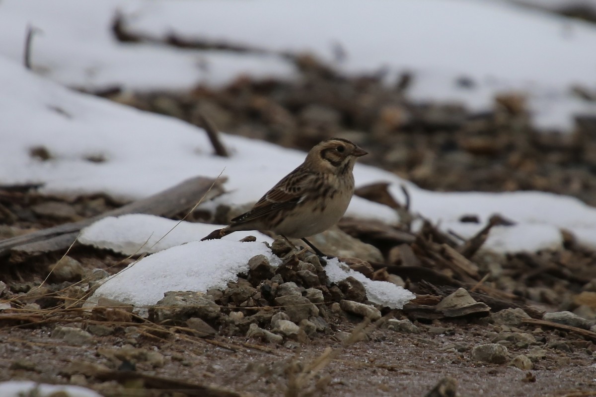 גיבתון לפלנדי - ML646879619
