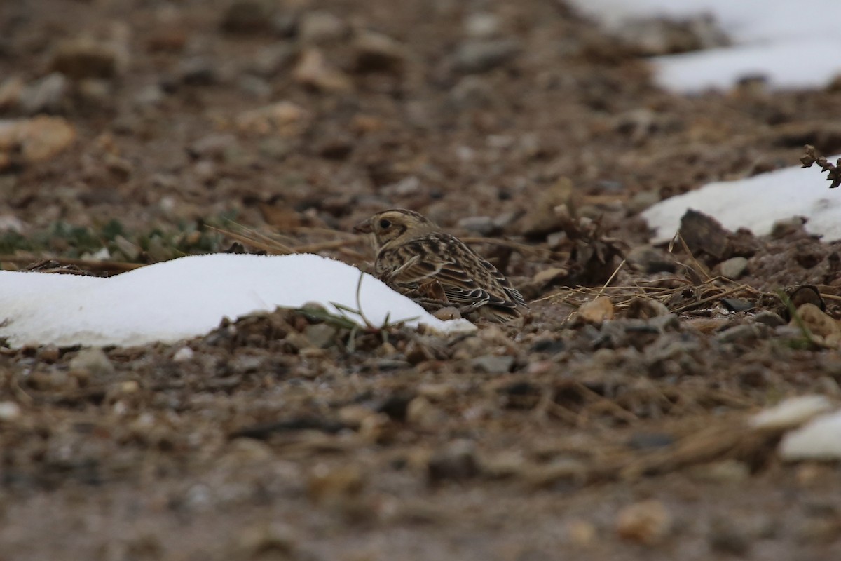 גיבתון לפלנדי - ML646879620