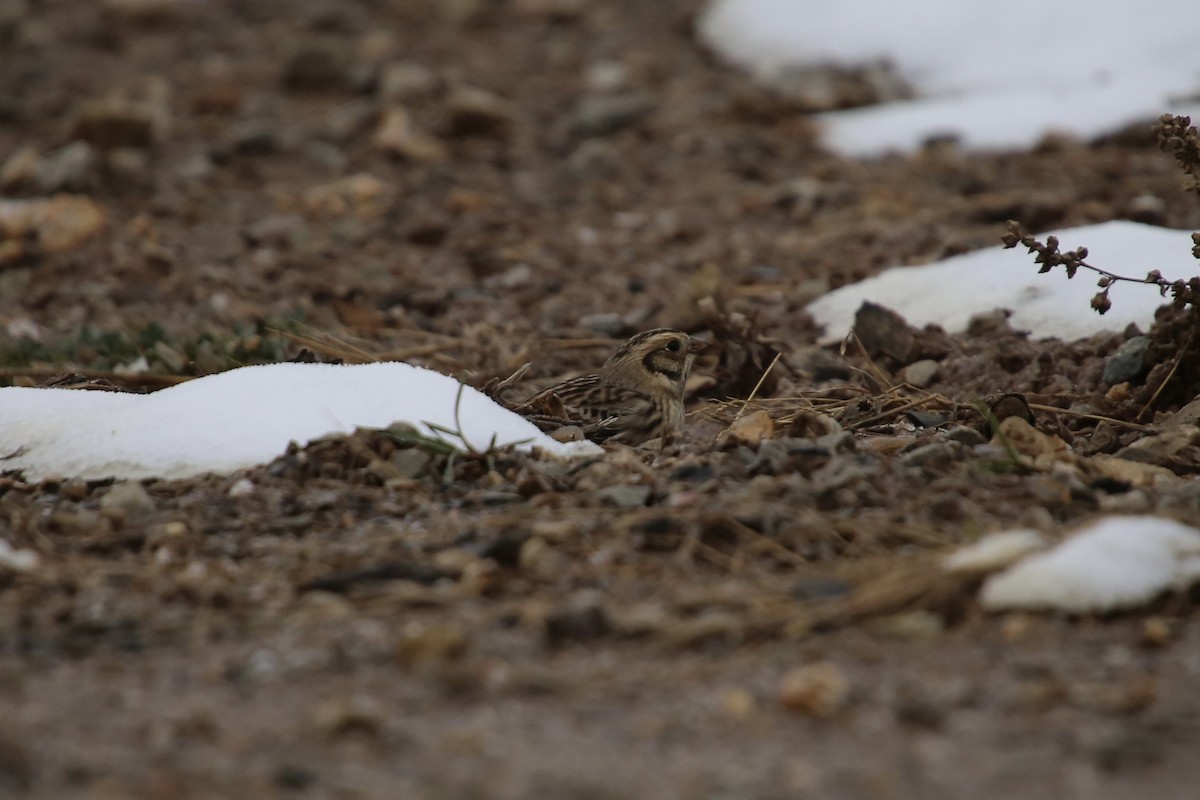 גיבתון לפלנדי - ML646879621