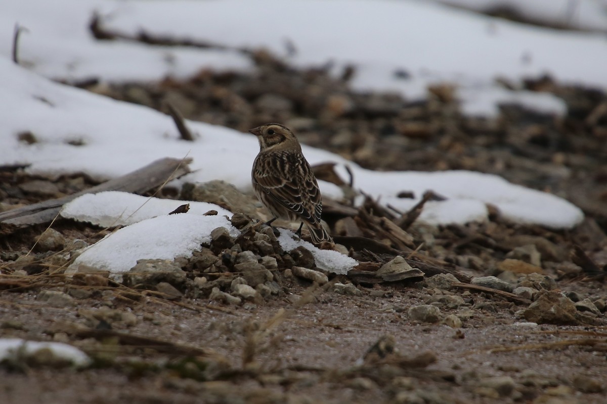 גיבתון לפלנדי - ML646879622