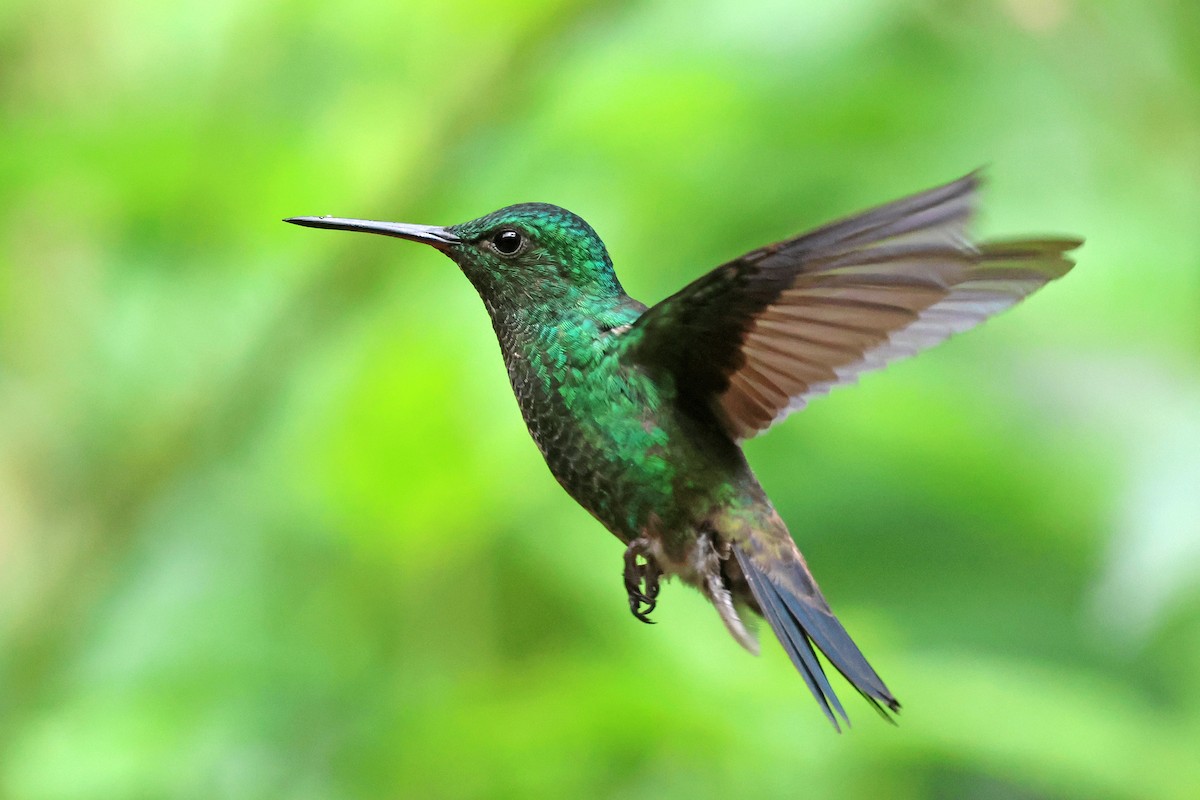 Amazilia Verdiazul - ML646879623