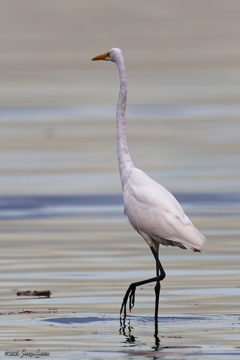 Seidenreiher - ML646879624