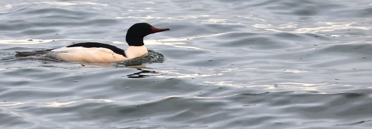 Smergo maggiore - ML646879625