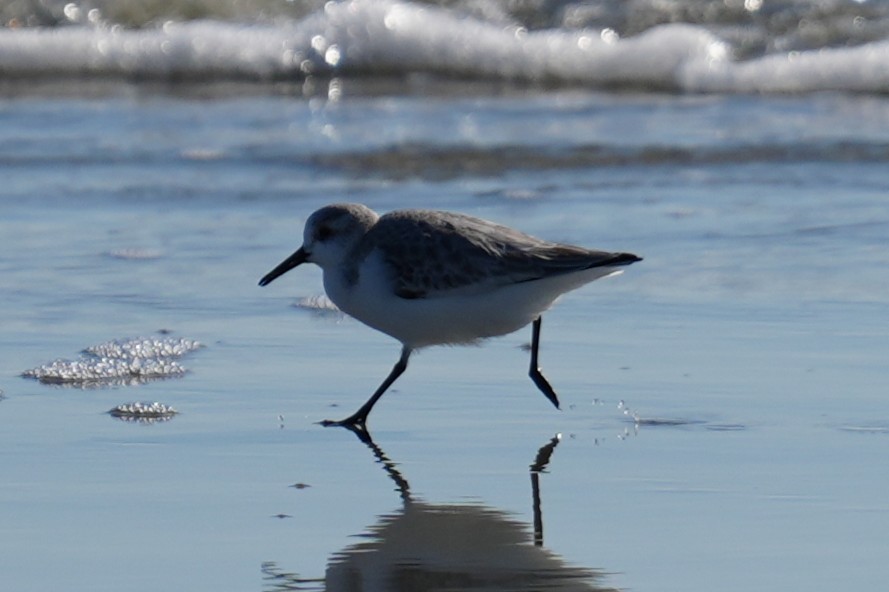 Sanderling - ML646879627