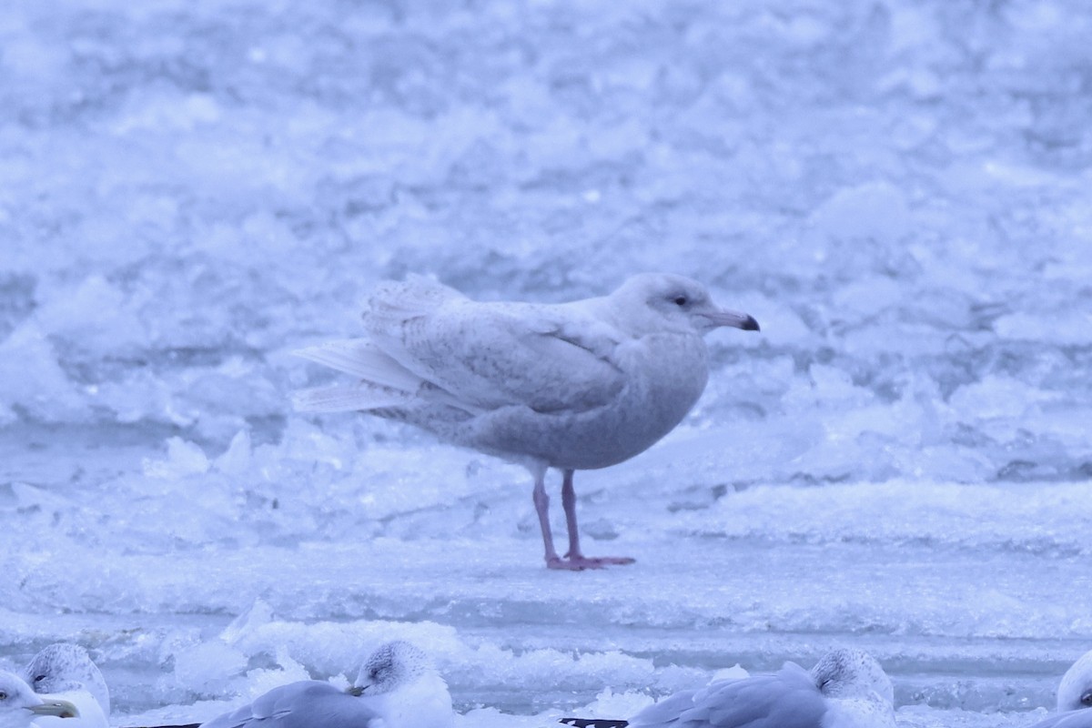 Gavión Hiperbóreo - ML646879628