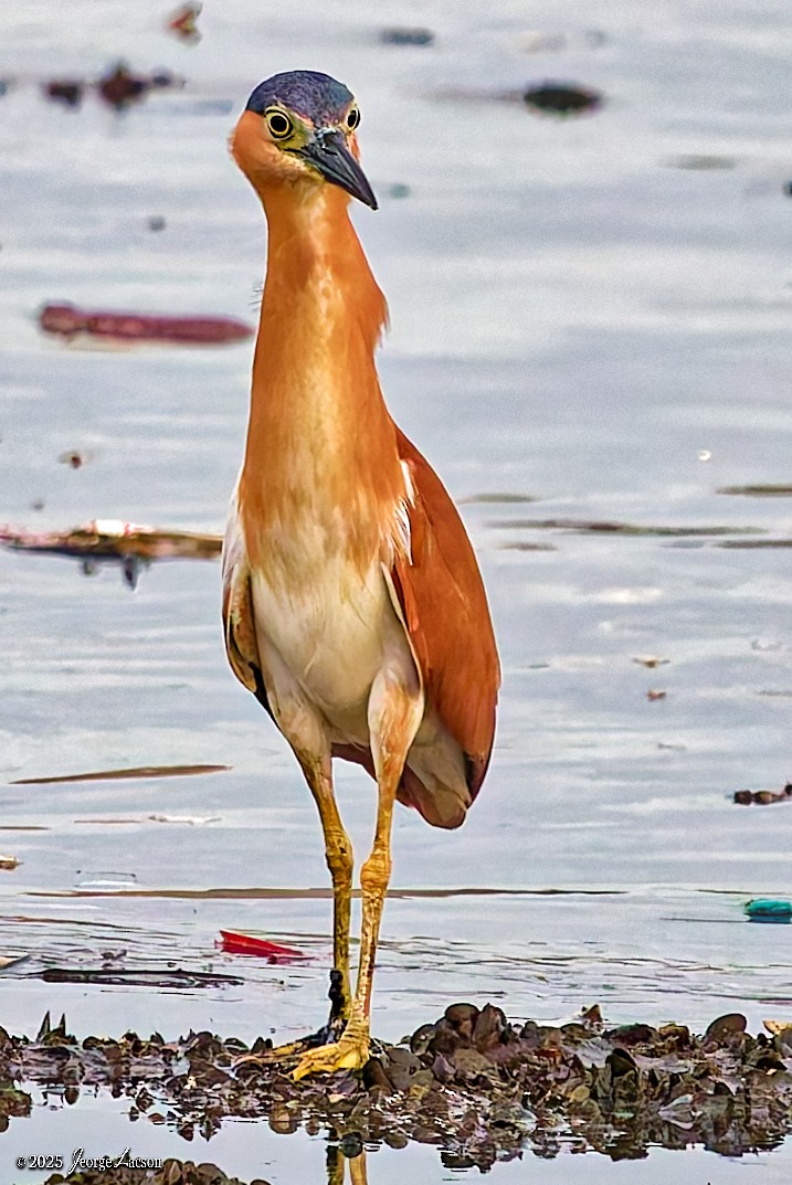 Nankeen Night Heron - ML646879629