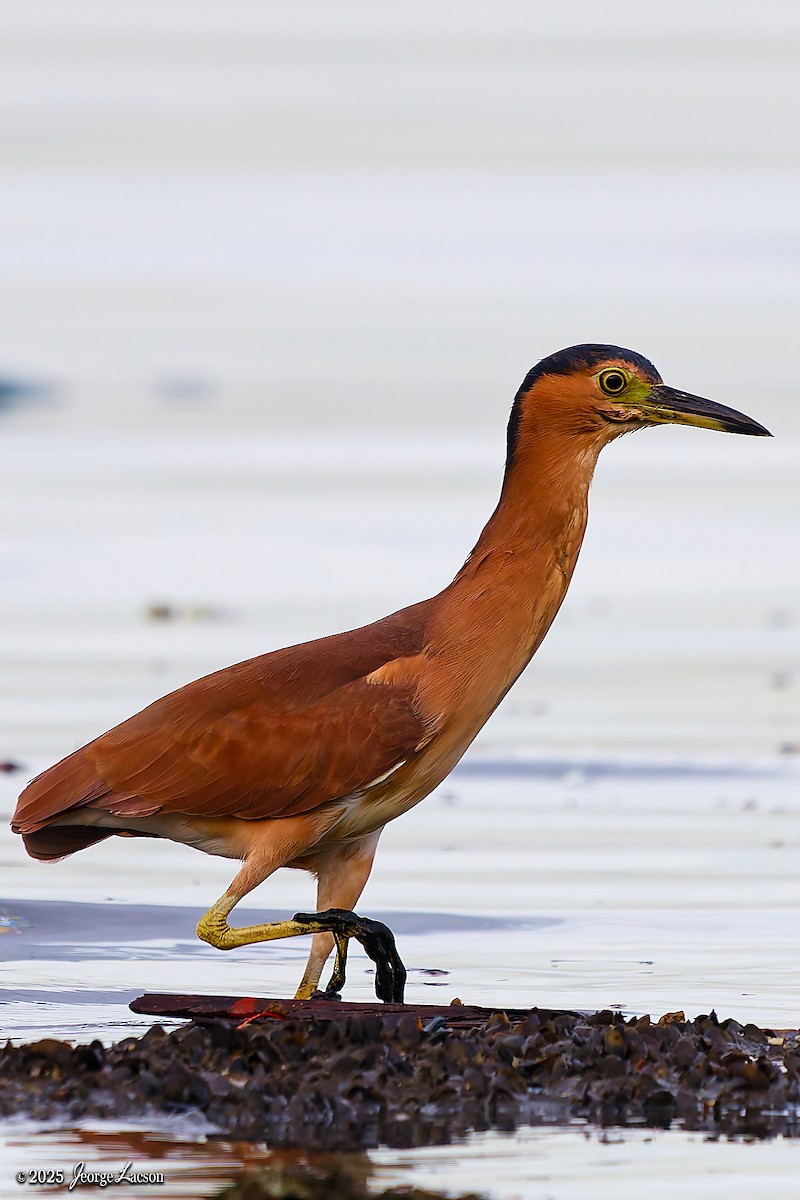 Nankeen Night Heron - ML646879630