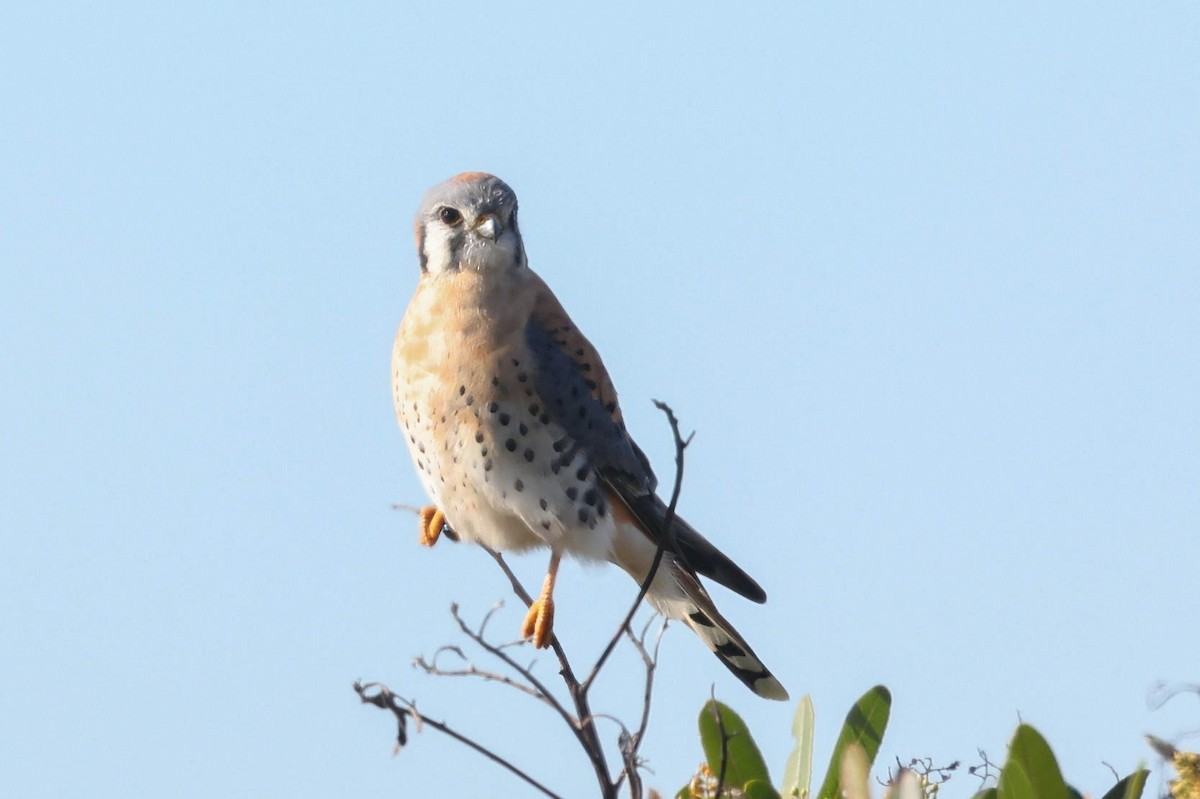 American Kestrel - ML646879633