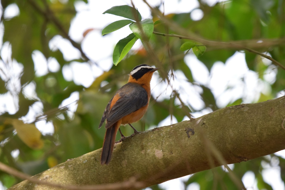 White-browed Robin-Chat - ML646879634