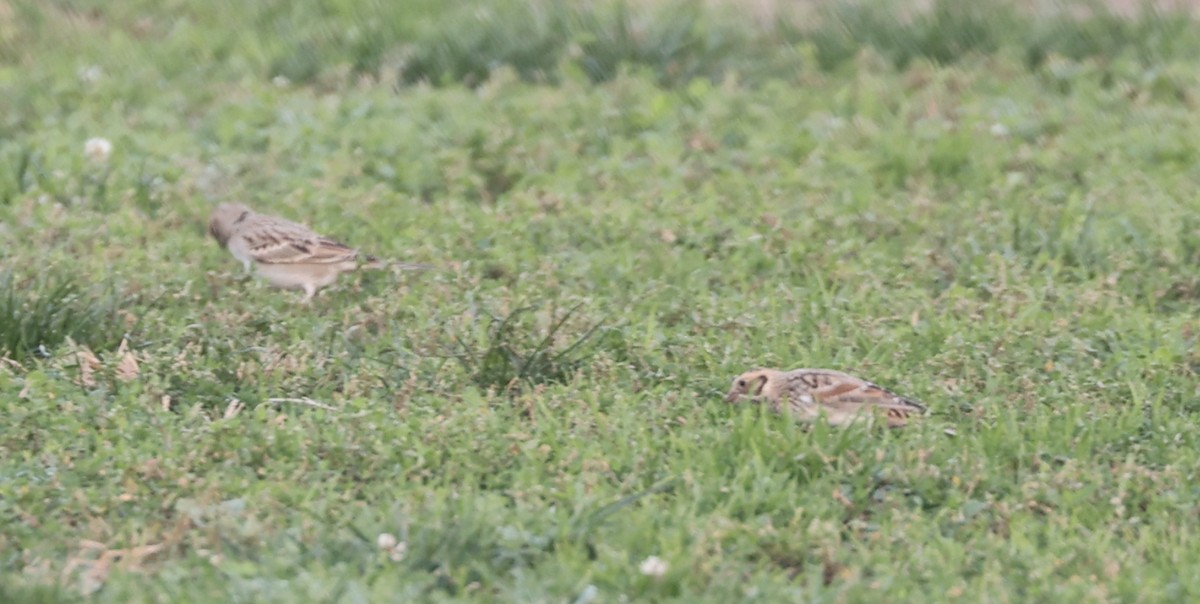 Подорожник лапландський - ML646879636