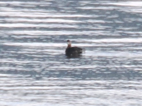 Txilinporta mokolodia - ML646879637