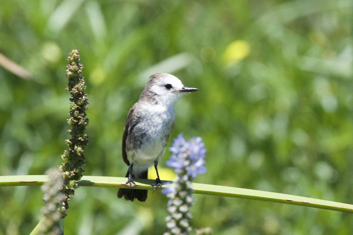 White-headed Marsh Tyrant - ML646879640