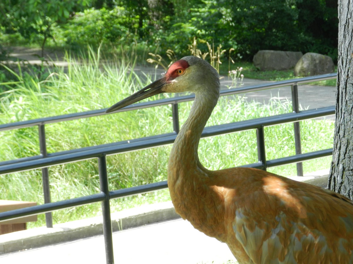 Sandhill Crane - ML646879643