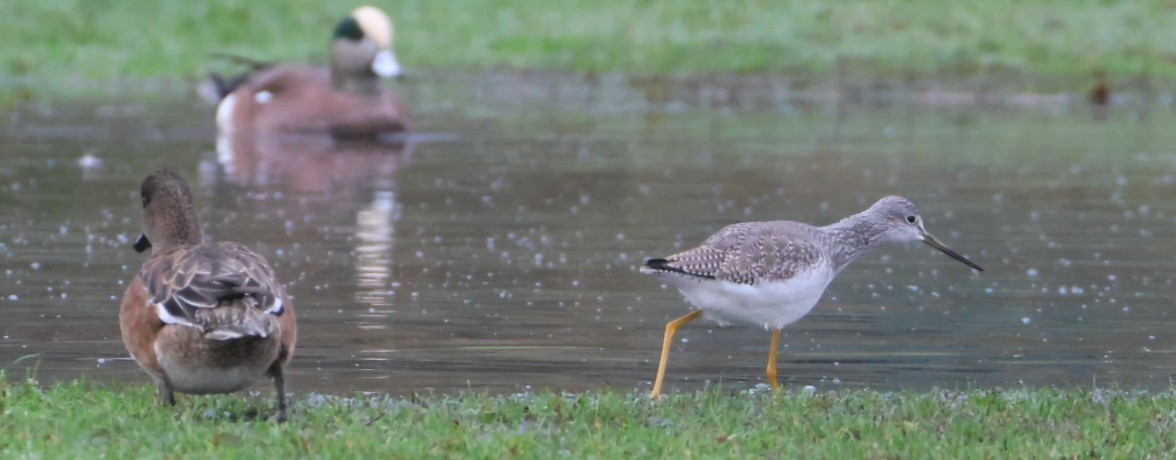 Greater Yellowlegs - ML646879647