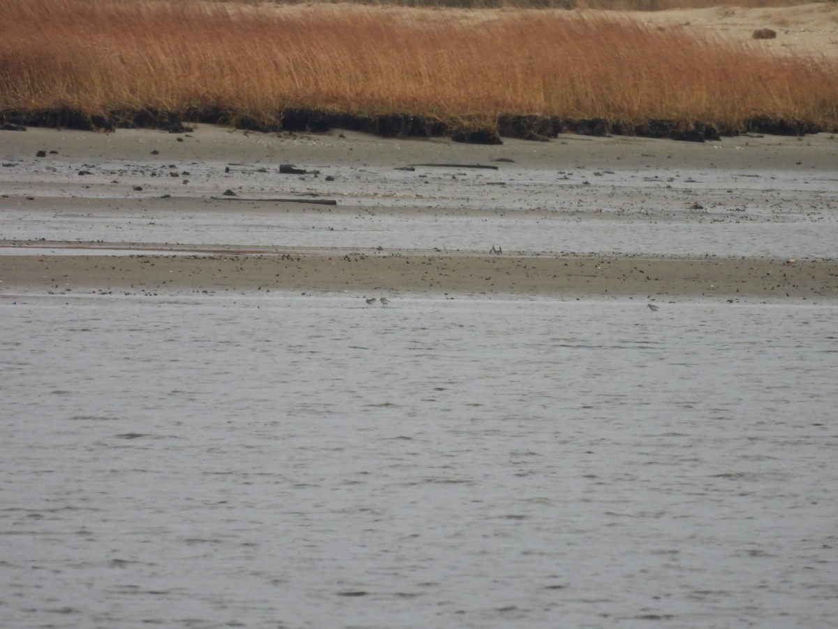 ハマシギ - ML646879648